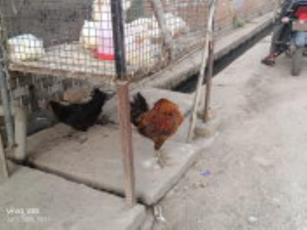 Bird flu alert: Now chicken samples will be taken afresh