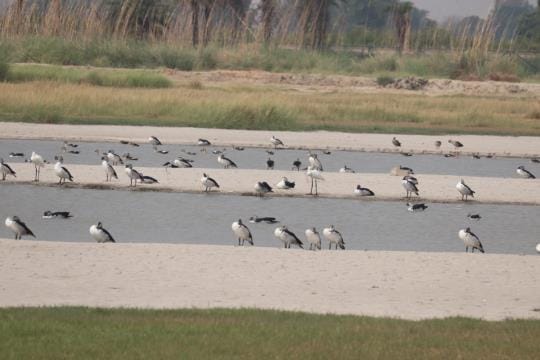 Nakata ducks made Jodhpur Jhaal their home for breeding
