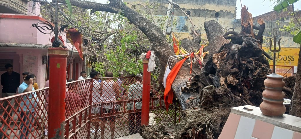 The ancient peepal tree collapsed in Pandey Baba temple