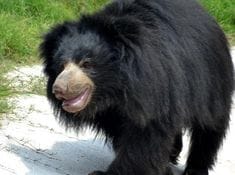 Umaria News: Villager injured in bear attack in Bandhavgarh Tiger Reserve