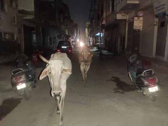 The campaign has stoppeed animals are running amok on the roads