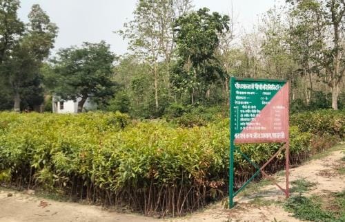 47.14 lakh saplings will be planted in the district