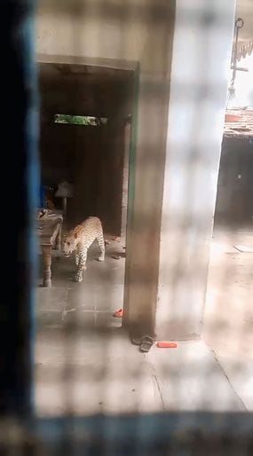 leopard wreaks havoc in bhilwara