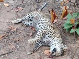 Leopard's body found in suspicious circumstances