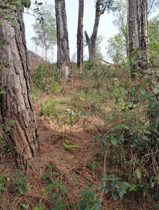 Dry pine leaves become a problem for Bindraban, fire danger increases