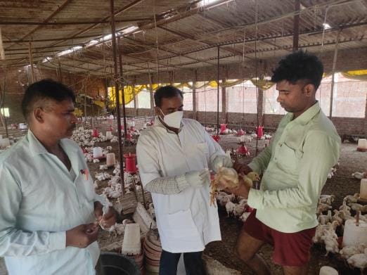 Bird flu: Administration on alert, ban imposed on importing chicken from Gorakhpur
