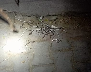 Snakes are coming out of the farmer's enclosure in Samauli, causing panic