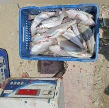 354 kg trout fish supplied to ITBP