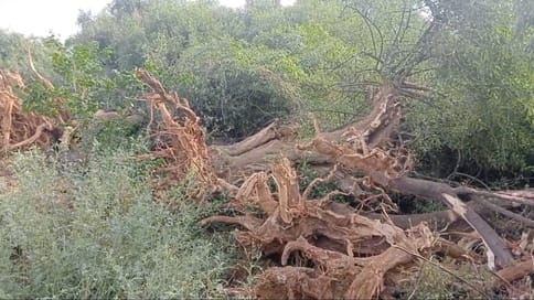 Complaint to the department about cutting of trees