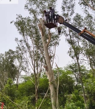 40 trees were cut without permission...Railway said only pruning was done, Forest Department said- pay the challan