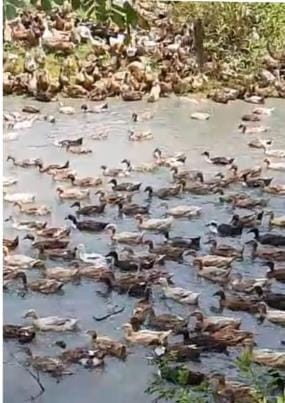 3600 ducks released in Mawan drain, commotion