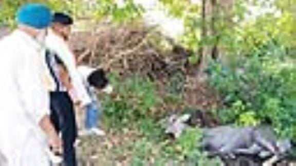 Nilgai's death under suspicious circumstances, suspected heat stroke.