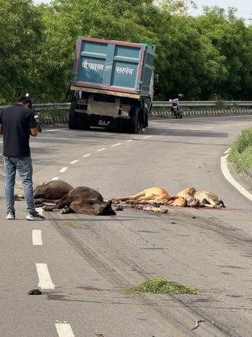 A trolley crushed the cows crossing the road on the bypass of Dadanpur village, 15 calves died, seven cows were injured.