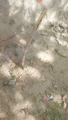 Two lakh plants are planted every year, 70% of them get destroyed