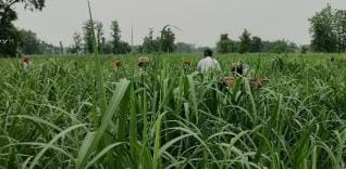 Leopard seen strolling with cubs in sugarcane field