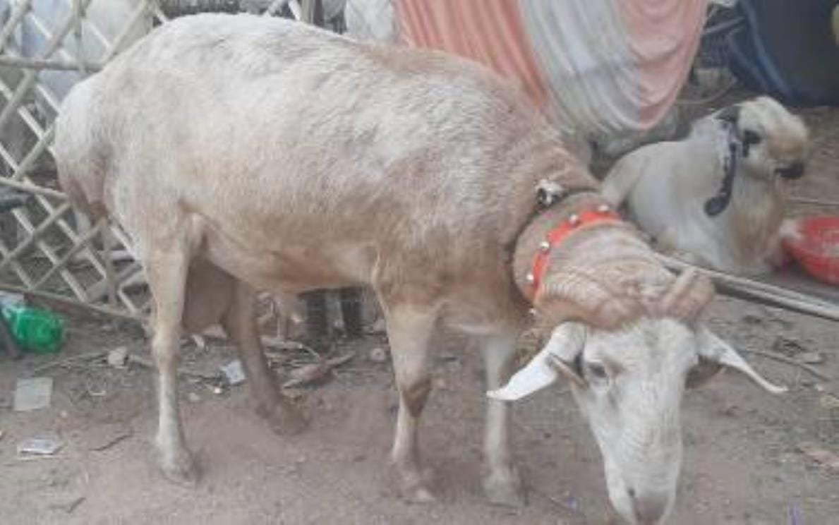 2 lakh worth Lala became star goat market crowd gathered goat named Allah