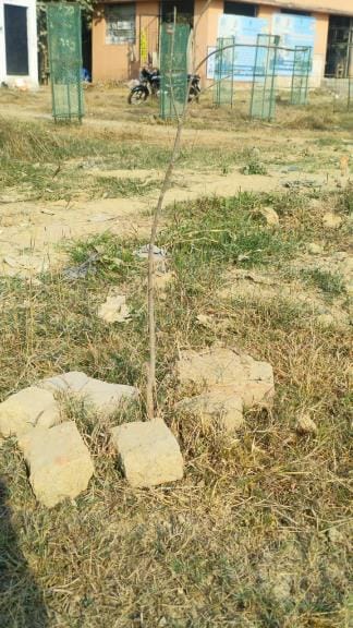 29 lakh saplings were planted...the tree guards remained empty