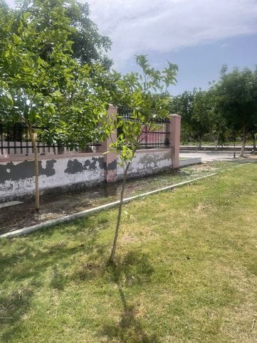 Forest area in Rohtak decreased by 4.28 percent in two years