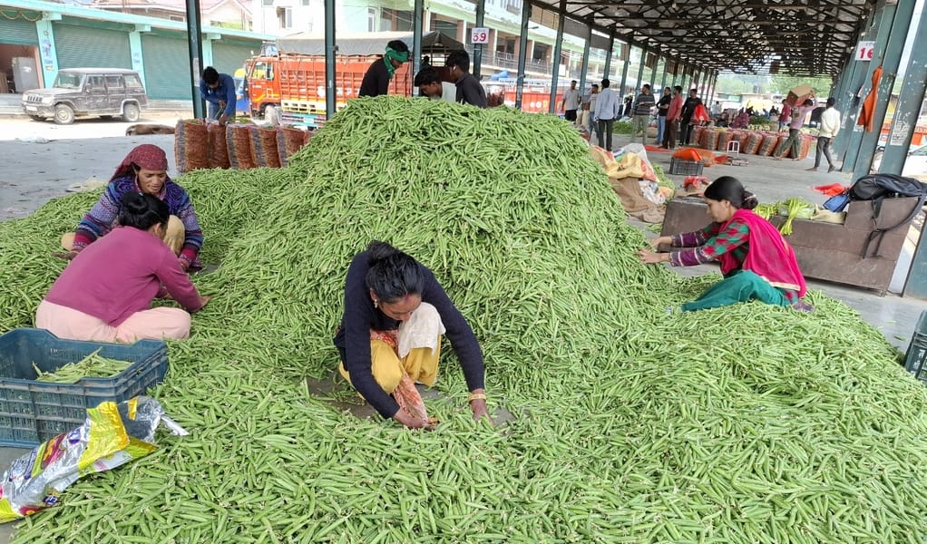 Green peas filled the lives of farmers with colors of happiness