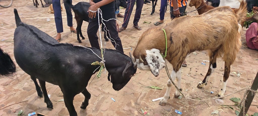 Eid Ul Adha: Three-day campaign against animal smugglers begins before Bakrid