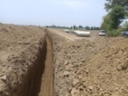 Rajasthan News: Rising ‘Sem’ Menace Affects Nearly 2 Lakh Hectares of Farmland in Rajasthan