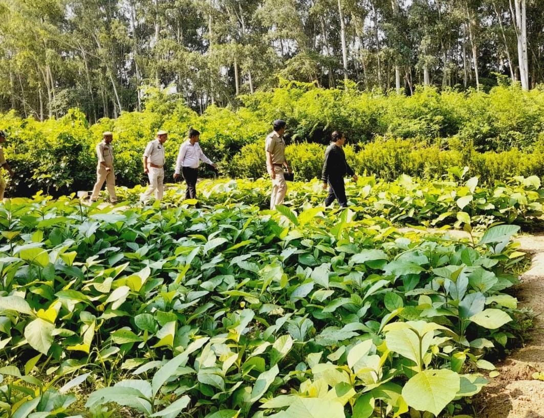 People, Bananas and ripening, will make the environment better