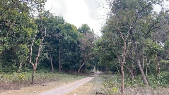The district has become green, greenery has increased by four percent in eight years