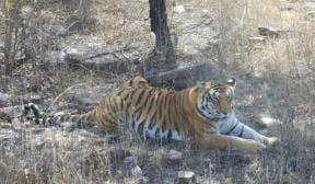 The queen tigress who inhabited the Panna Tiger Reserve is no more