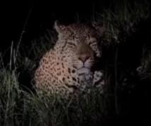 Wild animals are becoming violent, human life is in danger