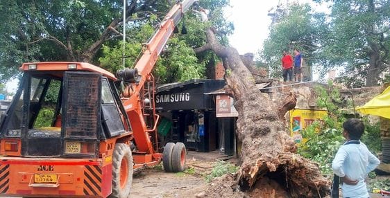 A years old neem tree fell on the shop