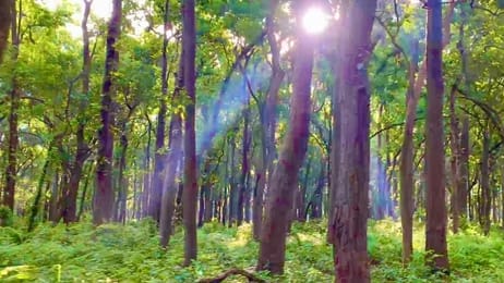There is a lot of greenery in the district, yet the danger of pollution is increasing