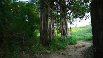 The ancient forests of Braj will be seen in the greenery of Krishna's era