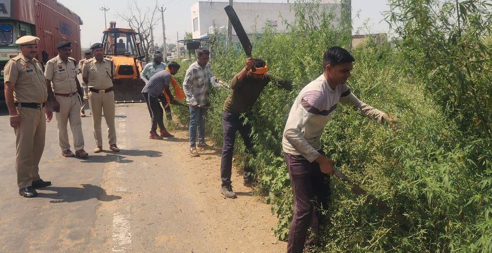 Cannabis plants standing on the roadside were destroyed