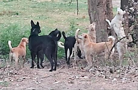 Six more people were injured by dogs