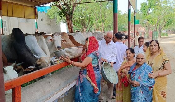 To obtain the virtue of Nirjala Ekadashi, the cow mother's Savamani was installed