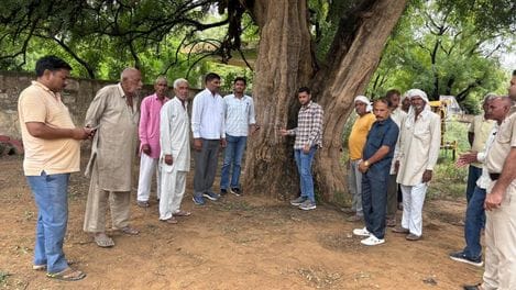People worshiped the 800 year old banyan tree in Dublana