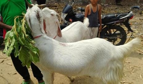Pair of Heera-Raja goats sold for Rs 1.27 lakh