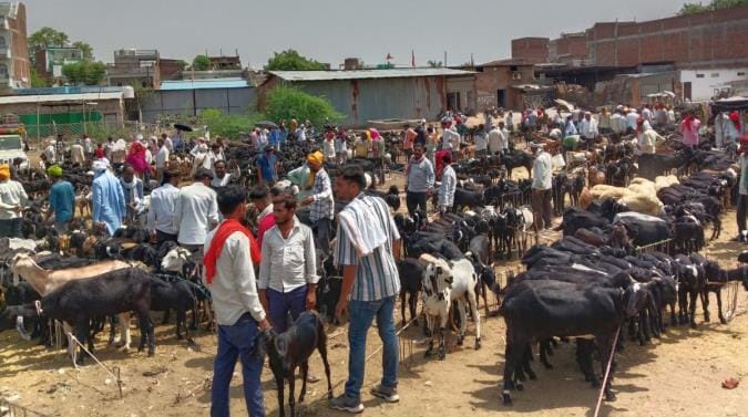 Eid-ul-Adha today, goats were purchased in large numbers