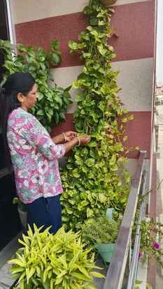 Fragrant fragrance and fresh flowers are adding to the beauty of the house