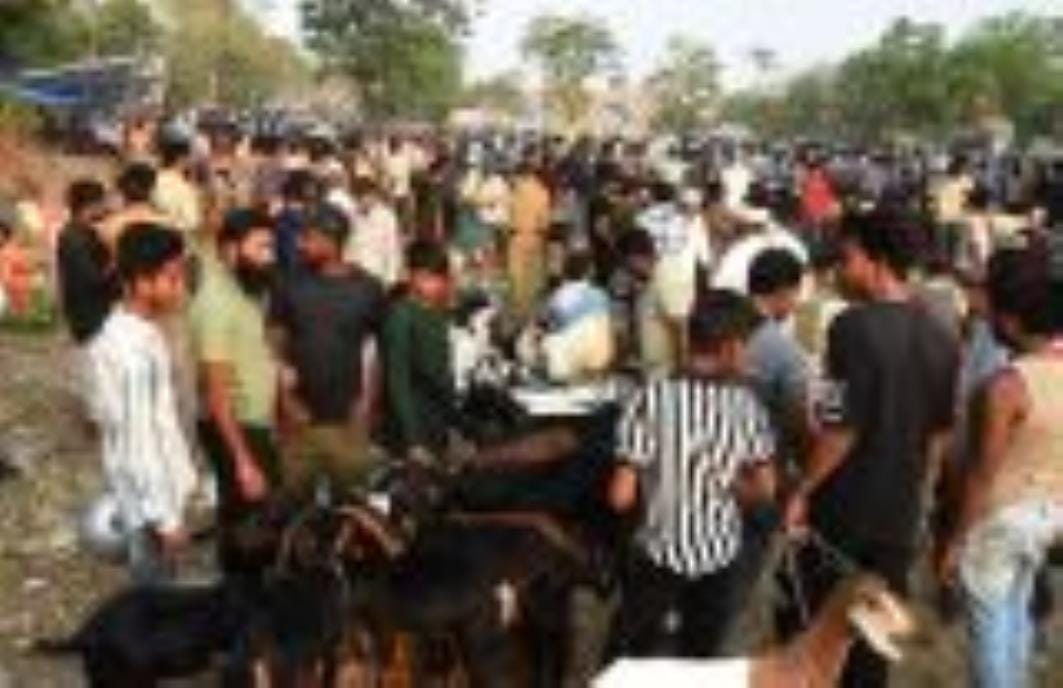 The market for sacrifice shines with Rs 450 crore