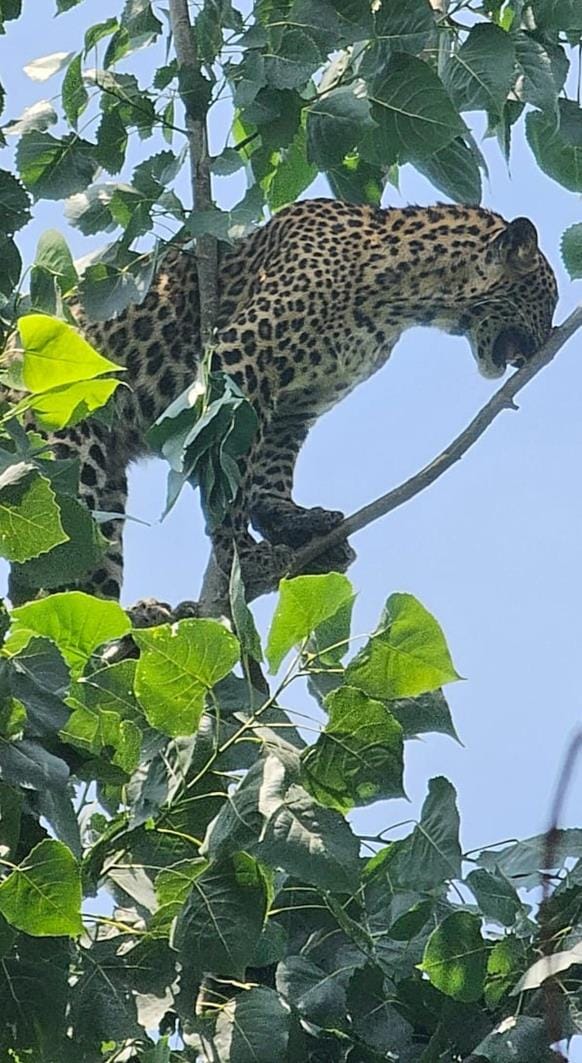 The leopard climbed the tree and teased me for hours