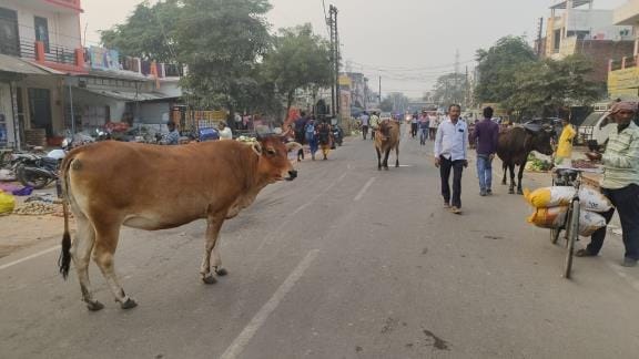 Hope to get rid of stray animals, a state-of-the-art cowshed will be built with Rs 1.65 crore