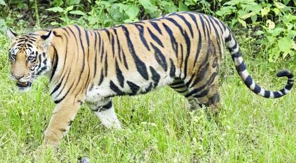 Tigress wreaks havoc again in Bandhavgarh Tiger Reserve, woman dies, villagers terrified