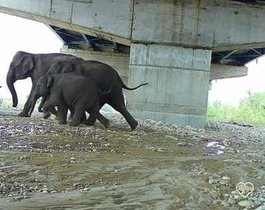 Deer and elephant caught in camera trap under elevated road