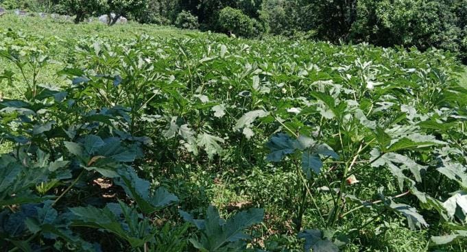 People of Kandi village are growing green gold by irrigating the fields with sweat.