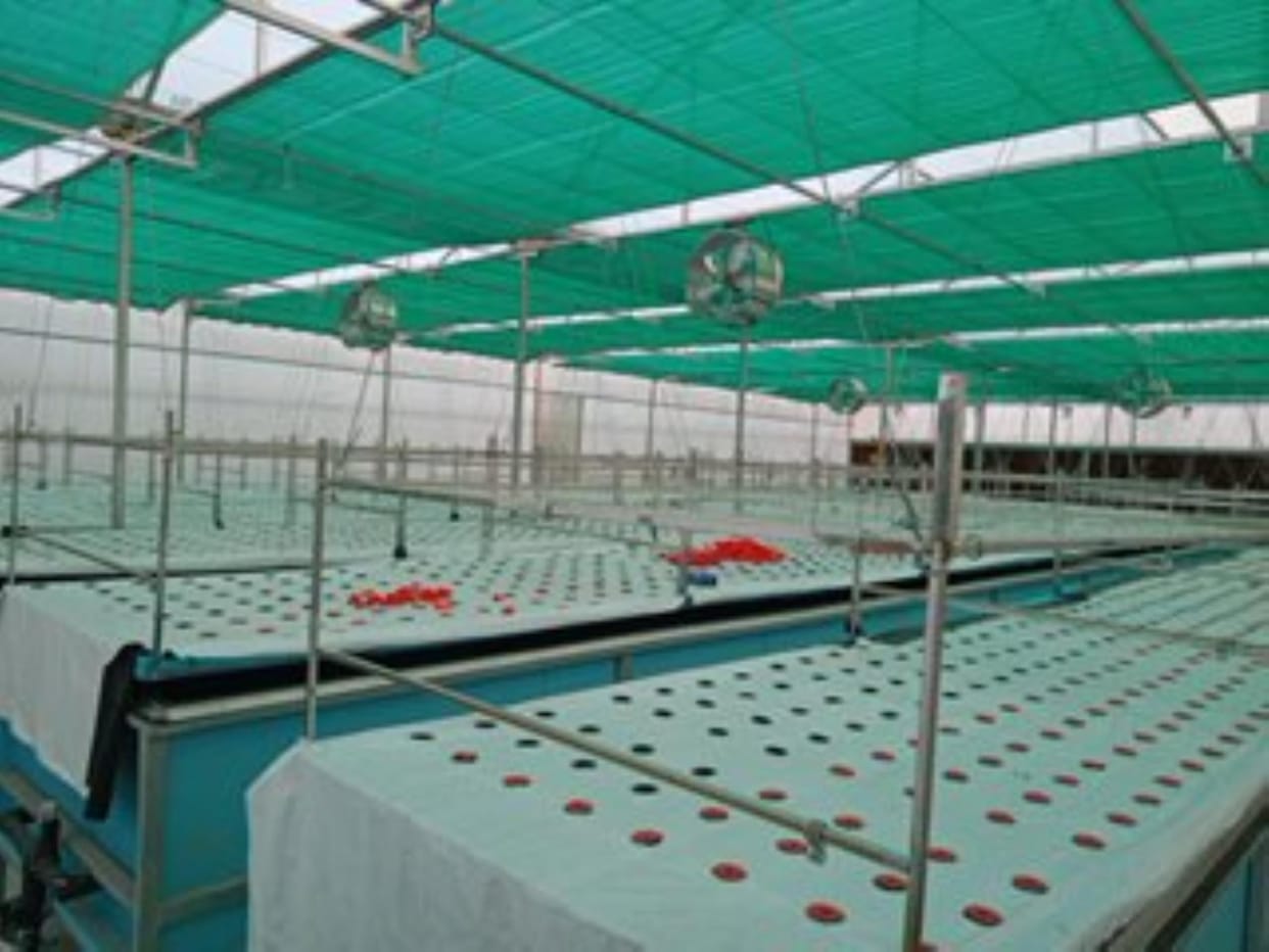 Potato plants will be grown in the air, production will increase