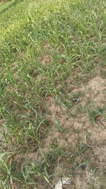 No electricity for tube well, no water for crops