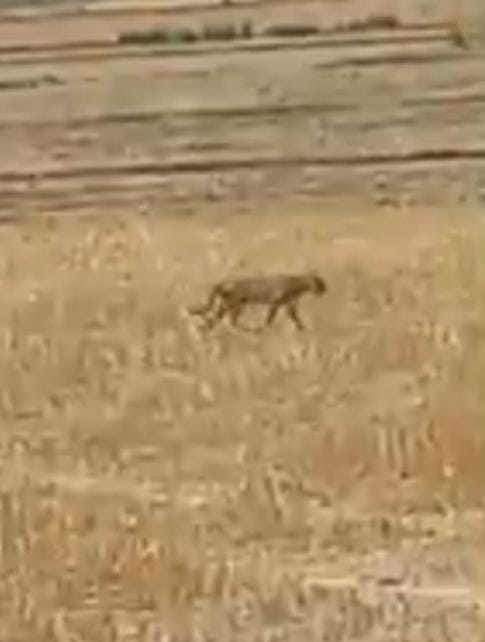Wild animal caught on camera in Gaunriya, panic ensues