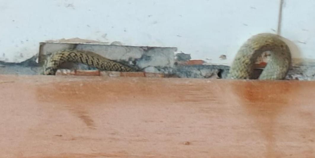 Visible snakes, crowded chaos in CHC