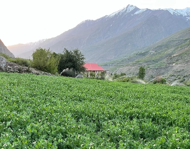 Pea flowers bloomed with the farmers' hopes